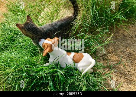 Jack Russell terrier chiot jouant avec le chat tabby en plein air. Mignon adorable chien blanc avec des taches de fourrure brunes drôles s'amusant avec chaton gris en vert Banque D'Images