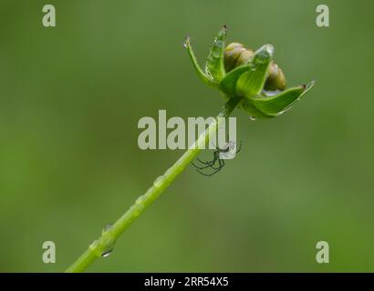 Un Orbweaver de verger (Lecauge Venusta) repose sous un bourgeon de fleur un jour pluvieux de printemps. Banque D'Images