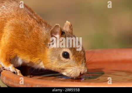 Gros plan portrait d'un très mignon et assoiffé mignon petit écureuil roux écossais prenant un verre d'eau d'un plat dans la forêt sur une journée chaude Banque D'Images