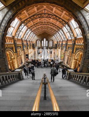 Musée d'histoire naturelle à Londres, vue symétrique de Hintze Hall avec des touristes regardant un squelette de baleine bleue suspendue Banque D'Images