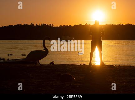 Berlin, Allemagne. 06 septembre 2023. Un homme se tient sur les rives de la rivière Havel le soir pendant qu'un cygne passe. Crédit : Paul Zinken/dpa/Alamy Live News Banque D'Images