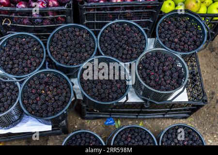 Seau plein de mûres sur un marché à Tbilissi, Géorgie Banque D'Images