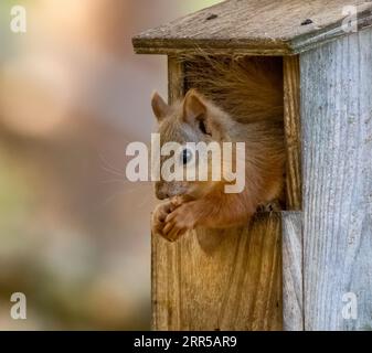 Mignon et drôle petit écureuil roux écossais assis dans une mangeoire à oiseaux mangeant des cacahuètes avec la tête sortant dans la forêt Banque D'Images