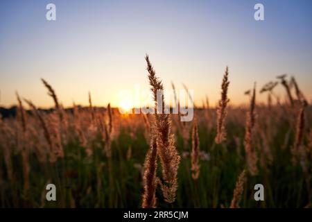 Coucher de soleil sur les roseaux dans le champ. Faible profondeur de champ. Mise au point sélective Banque D'Images