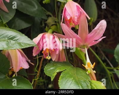 Trois fleurs différentes de Passiflora tarminiana, poussant à l'état sauvage ici sur Tenerife dans différentes nuances de rose.. Gros plan. En anglais, il s'appelle Banana Banque D'Images