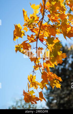 La beauté et l'abondance des couleurs et des nuances d'or et de rouge sur fond de verdure jaunissant lentement et s'estompant Banque D'Images