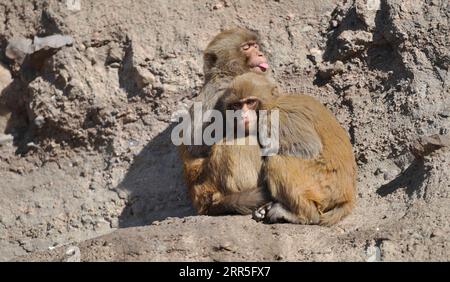 210106 -- PÉKIN, le 6 janvier 2021 -- des singes jouent dans la région pittoresque de la montagne Shuangta à Chengde, dans la province du Hebei du nord de la Chine, le 5 janvier 2021. Photo de /Xinhua XINHUA PHOTOS DU JOUR WangxLiqun PUBLICATIONxNOTxINxCHN Banque D'Images