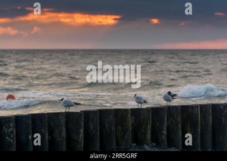 Trois mouettes reposent sur un brise-lames en bois sur la plage de la mer Baltique au coucher du soleil. Nuages sombres dramatiques dans le ciel, Poméranie occidentale, Pologne, Europe Banque D'Images