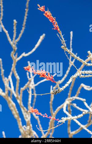 Parc national de Joshua Tree, Californie, États-Unis. Cactus Ocotillo en fleurs dans le parc national Joshua Tree. Banque D'Images
