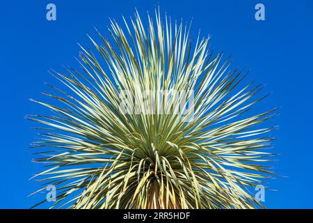 Indian Wells, Californie, États-Unis. Grandes plantes de yucca dans le désert. Banque D'Images