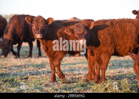 Troupeau de bovins dans la campagne Argentine, province de la Pampa, Patagonie, Argentine. Banque D'Images