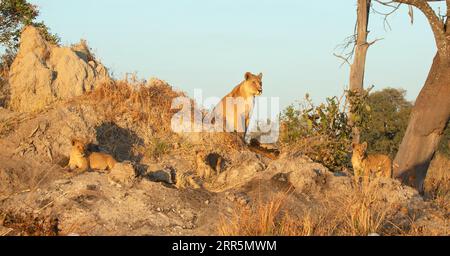 Une lionne observe un brouillard de guerre avec ses trois oursons dans la chaude lumière du matin.concession Kanana, Delta de l'Okavango, Botswana. Banque D'Images