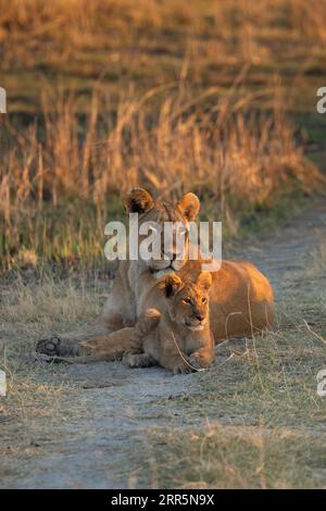 Une lionne et son ourson regardent un gnous passer devant eux dans la chaude lumière du matin.Okavango Delta, Botswana. Banque D'Images