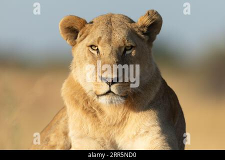 Gros plan du visage d'un lion dans la chaude lumière du matin. Banque D'Images