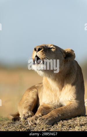 Un lion rugit d'une position de repos dans la lumière chaude du matin qui couvre la concession Kanana dans le delta de l'Okavango, au Botswana. Banque D'Images