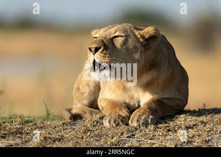 Un lion rugit d'une position de repos dans la lumière chaude du matin qui couvre la concession Kanana dans le delta de l'Okavango, au Botswana. Banque D'Images