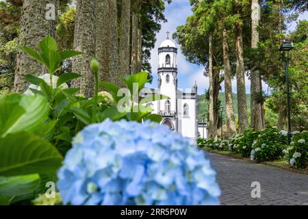 Igreja de São Nicolau ou église Saint-Nicolas encadrée par des platanes et des arbustes florissants d'hortensia dans le village historique de Sete Cidades, Sao Miguel, Açores, Portugal. L'église, construite en 1857, est située au centre d'un cratère volcanique massif de trois miles de large. Banque D'Images