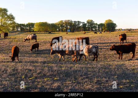 Troupeau de bovins dans la campagne Argentine, province de la Pampa, Patagonie, Argentine. Banque D'Images