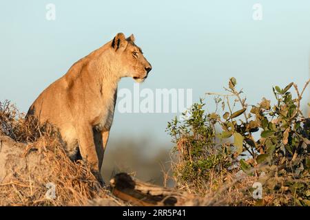 Une lionne surveille la savane tout en chassant dans la lumière dorée du matin dans la concession de Kanana, dans le delta de l'Okavango, au Botswana. Banque D'Images