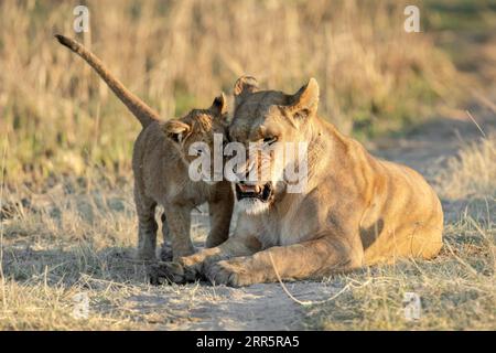 Une lionne joue avec son jeune ourson dans la savane ouverte du delta de l'Okavango. Botswana. Banque D'Images