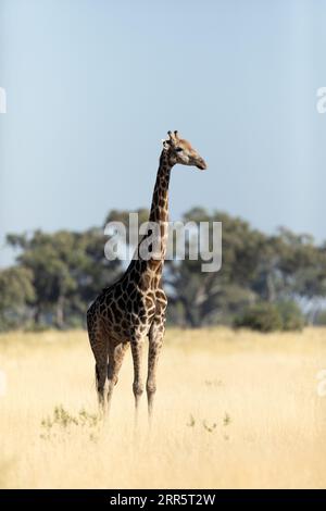 Une girafe solitaire se dresse dans l'herbe dorée d'une savane ouverte dans le delta de l'Okavango, au Botswana. Banque D'Images