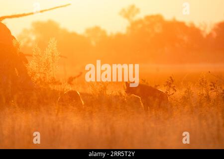 Deux hyènes patrouillent autour d'une savane ouverte dans la lumière dorée rétro-éclairée du coucher du soleil. Banque D'Images