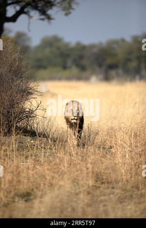 Un lion mâle solitaire se déplace à travers son territoire lors d'une patrouille matinale erreuse à Kanana, Delta de l'Okavango, Botswana. Banque D'Images