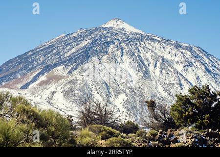 Le Pico del Teide, la plus haute montagne d'Espagne à Tenerife. plein de neige fraîche avec gorse endémique vert devant elle. Gros plan avec téléobjectif. Activé Banque D'Images