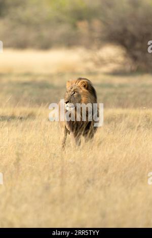 Un lion mâle à la crinière épaisse étudie la savane ouverte dans la concession Kanana du delta de l'Okavango, au Botswana. Banque D'Images