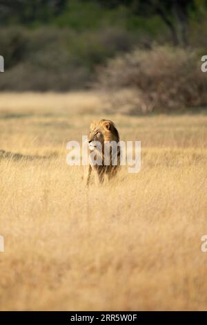 Un lion mâle à la crinière épaisse étudie la savane ouverte dans la concession Kanana du delta de l'Okavango, au Botswana. Banque D'Images