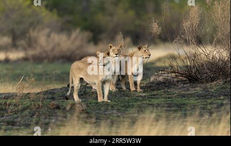 Trois lionnes arpentent la savane ouverte lors d'une mission de chasse dans la concession Kanana du delta de l'Okavango, au Botswana. Banque D'Images