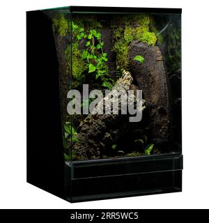 Terrarium de verdure vibrant : exposition de reptiles avec des branches Banque D'Images