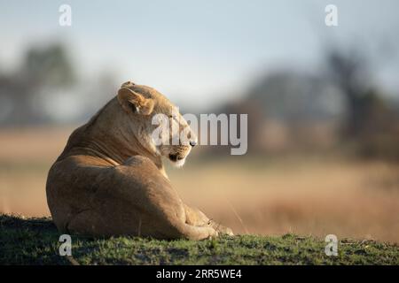 Un lion solitaire sur un monticule herbeux absorbe la chaude lumière du matin après une longue chasse nocturne à Kanana, Delta de l'Okavango, Botswana. Banque D'Images