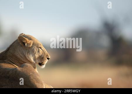 Un lion solitaire sur un monticule herbeux absorbe la chaude lumière du matin après une longue chasse nocturne à Kanana, Delta de l'Okavango, Botswana. Banque D'Images