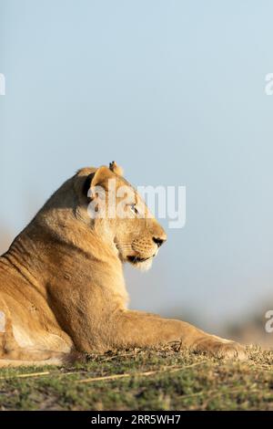 Un lion solitaire sur un monticule herbeux absorbe la chaude lumière du matin après une longue chasse nocturne à Kanana, Delta de l'Okavango, Botswana. Banque D'Images