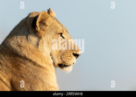 Un lion solitaire sur un monticule herbeux absorbe la chaude lumière du matin après une longue chasse nocturne à Kanana, Delta de l'Okavango, Botswana. Banque D'Images