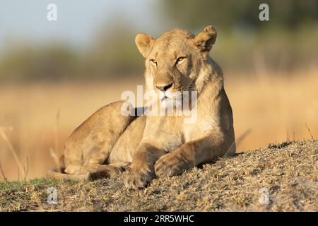 Un lion solitaire sur un monticule herbeux absorbe la chaude lumière du matin après une longue chasse nocturne à Kanana, Delta de l'Okavango, Botswana. Banque D'Images