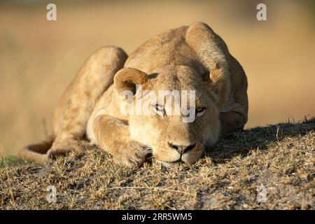 Un lion solitaire sur un monticule herbeux absorbe la chaude lumière du matin après une longue chasse nocturne à Kanana, Delta de l'Okavango, Botswana. Banque D'Images