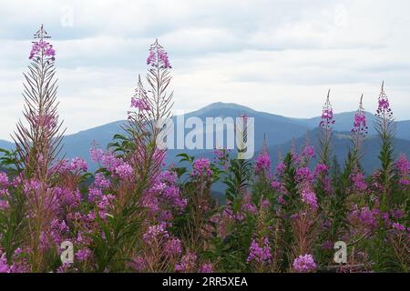 Ukraine. 16 août 2023. IVANO-FRANKIVSK, UKRAINE - 30 AOÛT 2023 - floraison de l'herbe aux feux dans les hautes terres des Carpates, Ivano-Frankivak, Ukraine occidentale Credit : UKRINFORM/Alamy Live News Banque D'Images