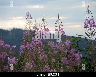 Ukraine. 16 août 2023. IVANO-FRANKIVSK, UKRAINE - 30 AOÛT 2023 - floraison de l'herbe aux feux dans les hautes terres des Carpates, Ivano-Frankivak, Ukraine occidentale Credit : UKRINFORM/Alamy Live News Banque D'Images