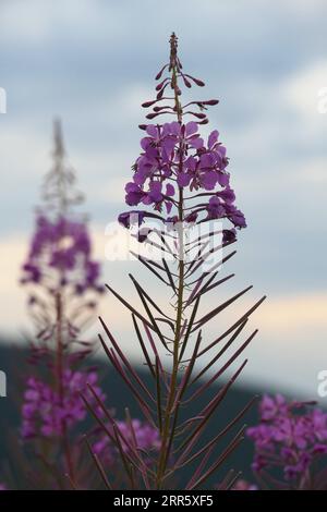 Ukraine. 16 août 2023. IVANO-FRANKIVSK, UKRAINE - 30 AOÛT 2023 - floraison de l'herbe aux feux dans les hautes terres des Carpates, Ivano-Frankivak, Ukraine occidentale Credit : UKRINFORM/Alamy Live News Banque D'Images