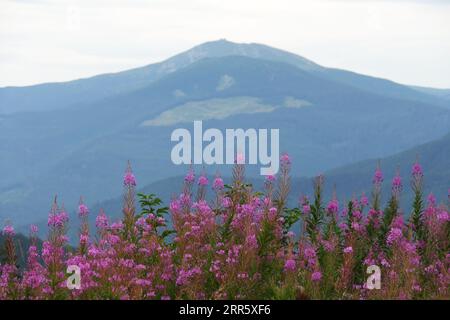 Ukraine. 16 août 2023. IVANO-FRANKIVSK, UKRAINE - 30 AOÛT 2023 - floraison de l'herbe aux feux dans les hautes terres des Carpates, Ivano-Frankivak, Ukraine occidentale Credit : UKRINFORM/Alamy Live News Banque D'Images