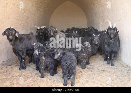 210121 -- LANZHOU, le 21 janvier 2021 -- une chèvre noire se repose dans une caverne d'une ferme de la coopérative d'élevage de chèvres noires du village de Wangwan, dans le comté de Zhenyuan, dans la ville de Qingyang, dans la province du Gansu du nord-ouest de la Chine, le 21 janvier 2021. Le comté de Zhenyuan a transformé des habitations rupestres abandonnées en hangars à chèvres ces dernières années. CHINA-QINGYANG-GOAT-BREEDINGCN MaxSha PUBLICATIONxNOTxINxCHN Banque D'Images