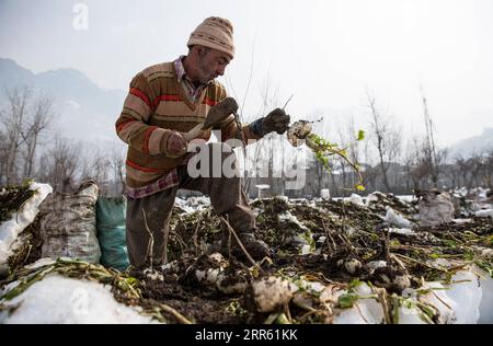 210121 -- SRINAGAR, le 21 janvier 2021 -- Un agriculteur retire des radis d'un champ enneigé pendant la récolte dans la ville de Srinagar, la capitale estivale du Cachemire contrôlé par les Indiens, le 21 janvier 2021. CACHEMIRE-AGRICULTURE-RADIS-NEIGE-RÉCOLTE JavedxDar PUBLICATIONxNOTxINxCHN Banque D'Images