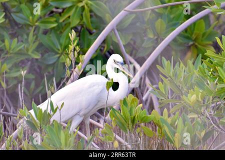 Un Grand Héron bleu (morph blanc), (Ardea herodias), pataugeant dans les mangroves d'Ambergris Caye, Belize. Banque D'Images