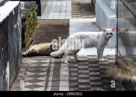 Salvador, Bahia, Brésil - 21 janvier 2015 : des chats sont vus parmi les tombes du cimetière Campo Santo, dans la ville de Salvador, Bahia. Banque D'Images