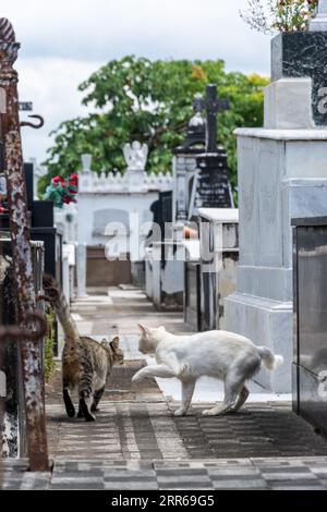 Salvador, Bahia, Brésil - 21 janvier 2015 : des chats sont vus parmi les tombes du cimetière Campo Santo, dans la ville de Salvador, Bahia. Banque D'Images