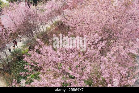 210202 -- QUANZHOU, 2 février 2021 -- une photo aérienne montre les visiteurs qui profitent de leur temps libre parmi les cerisiers en fleurs au temple Kaiyuan à Fuzhou, capitale de la province du Fujian du sud-est de la Chine, 2 février 2021. Photo de /Xinhua CHINA-FUJIAN-QUANZHOU-CERISIER BLOSSOMS CN ZhangxJiuqiang PUBLICATIONxNOTxINxCHN Banque D'Images