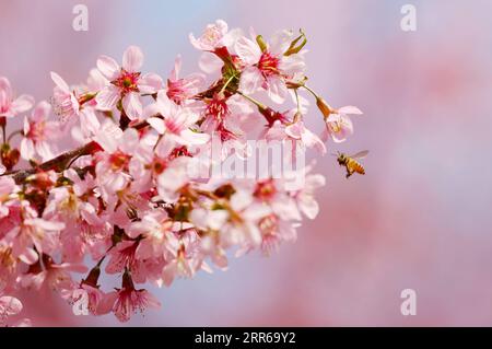 210202 -- QUANZHOU, 2 février 2021 -- une photo prise le 2 février 2021 montre une abeille volant parmi des cerisiers en fleurs au temple Kaiyuan à Fuzhou, capitale de la province du Fujian du sud-est de la Chine. Photo de /Xinhua CHINA-FUJIAN-QUANZHOU-CERISIER BLOSSOMS CN ZhangxJiuqiang PUBLICATIONxNOTxINxCHN Banque D'Images