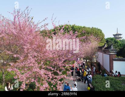 210202 -- QUANZHOU, 2 février 2021 -- une photo aérienne montre les visiteurs qui profitent de leur temps libre parmi les cerisiers en fleurs au temple Kaiyuan à Fuzhou, capitale de la province du Fujian du sud-est de la Chine, 2 février 2021. Photo de /Xinhua CHINA-FUJIAN-QUANZHOU-CERISIER BLOSSOMS CN ZhangxJiuqiang PUBLICATIONxNOTxINxCHN Banque D'Images